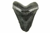 Bargain, Fossil Megalodon Tooth - South Carolina #367931-1
